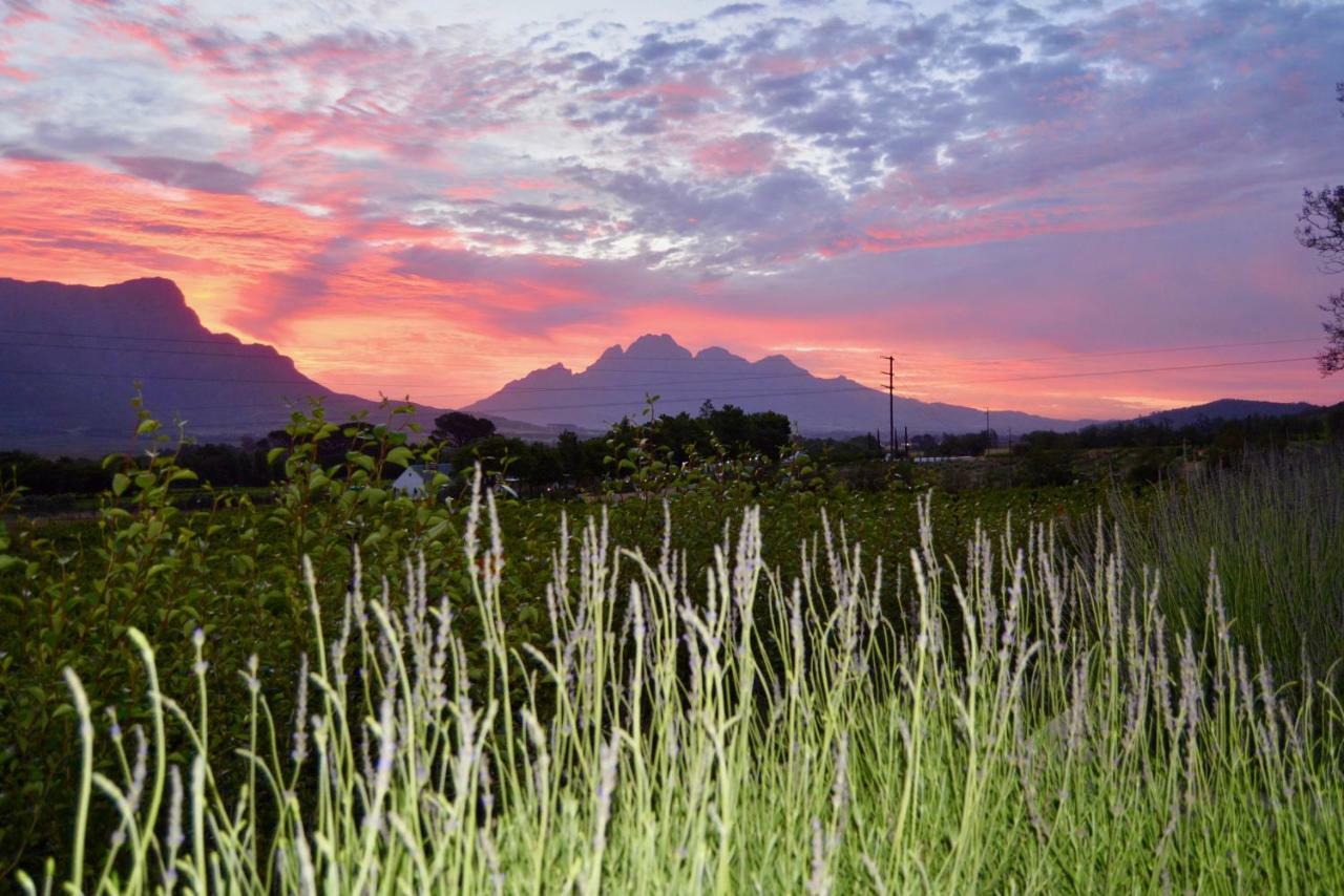 Heuwelsig Cottages Franschhoek Extérieur photo